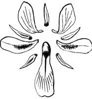 flower_12_lg.gif