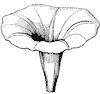 flower_13_th.gif