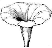 flower_13_sm.gif