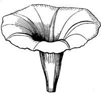 flower_13_md.gif