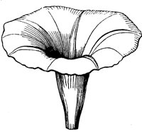 flower_13_lg.gif