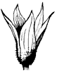 flower_14_th.gif