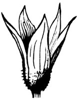 flower_14_md.gif