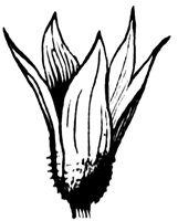 flower_14_lg.gif