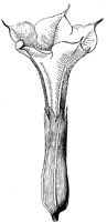 flower_15_lg.gif