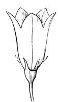 flower_17_md.gif