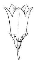 flower_17_lg.gif