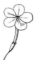 flower_18_lg.gif