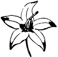 flower_19_lg.gif