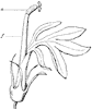 flower_21_th.gif