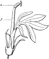 flower_21_sm.gif