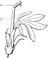 flower_21_lg.gif