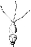 compound-pistil_2_lg.gif