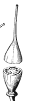 compound-pistil_3_sm.gif