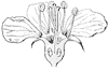 flower_23_th.gif