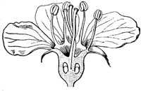flower_23_md.gif