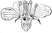 flower_23_lg.gif
