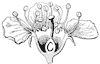 flower_24_th.gif