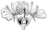 flower_24_sm.gif