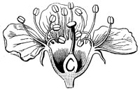 flower_24_lg.gif