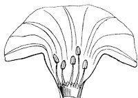 flower_25_sm.gif