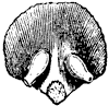 pistil_1_th.gif