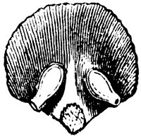 pistil_1_sm.gif