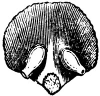 pistil_1_lg.gif