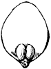 pistil_2_th.gif