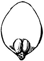 pistil_2_sm.gif