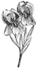 iris_2_th.gif