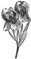 iris_2_sm.gif