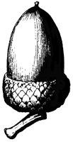 acorn_2_lg.gif