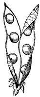legume_1_sm.gif