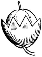 pod_5_sm.gif