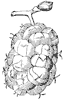 mulberry_1_th.gif