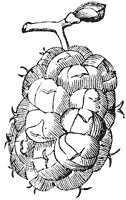 mulberry_1_sm.gif