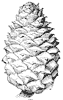 cone_1_th.gif