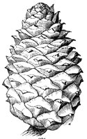 cone_1_lg.gif