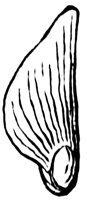 scale_2_lg.gif
