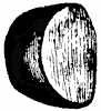 seed-coat_1_th.gif