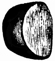 seed-coat_1_sm.gif