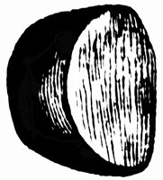 seed-coat_1_lg.gif
