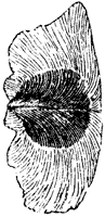 seed-coat_2_sm.gif