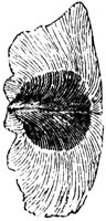 seed-coat_2_lg.gif