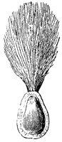 seed-coat_3_lg.gif