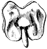 embryo_2_th.gif