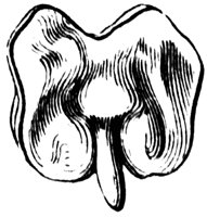 embryo_2_md.gif