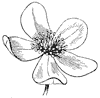 anemone-flower_1_th.gif