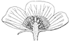 anemone-flower_2_th.gif